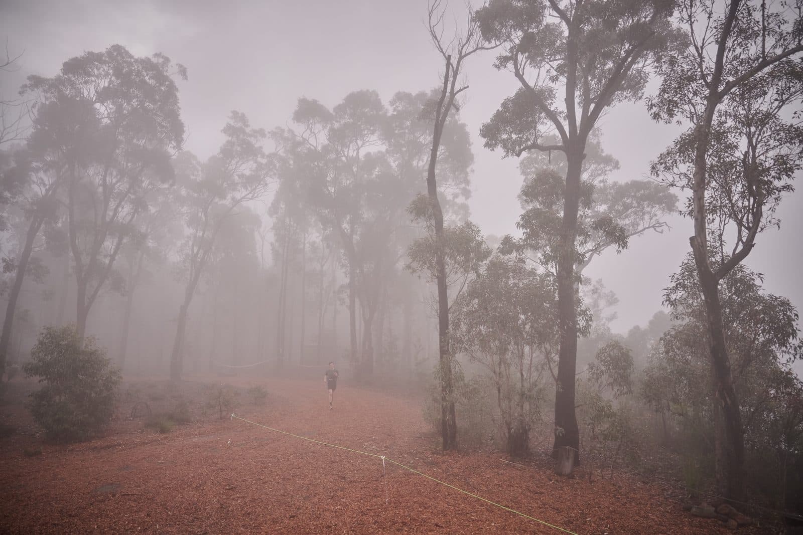A path through tall eucalypts with fog closing the forest in on every side