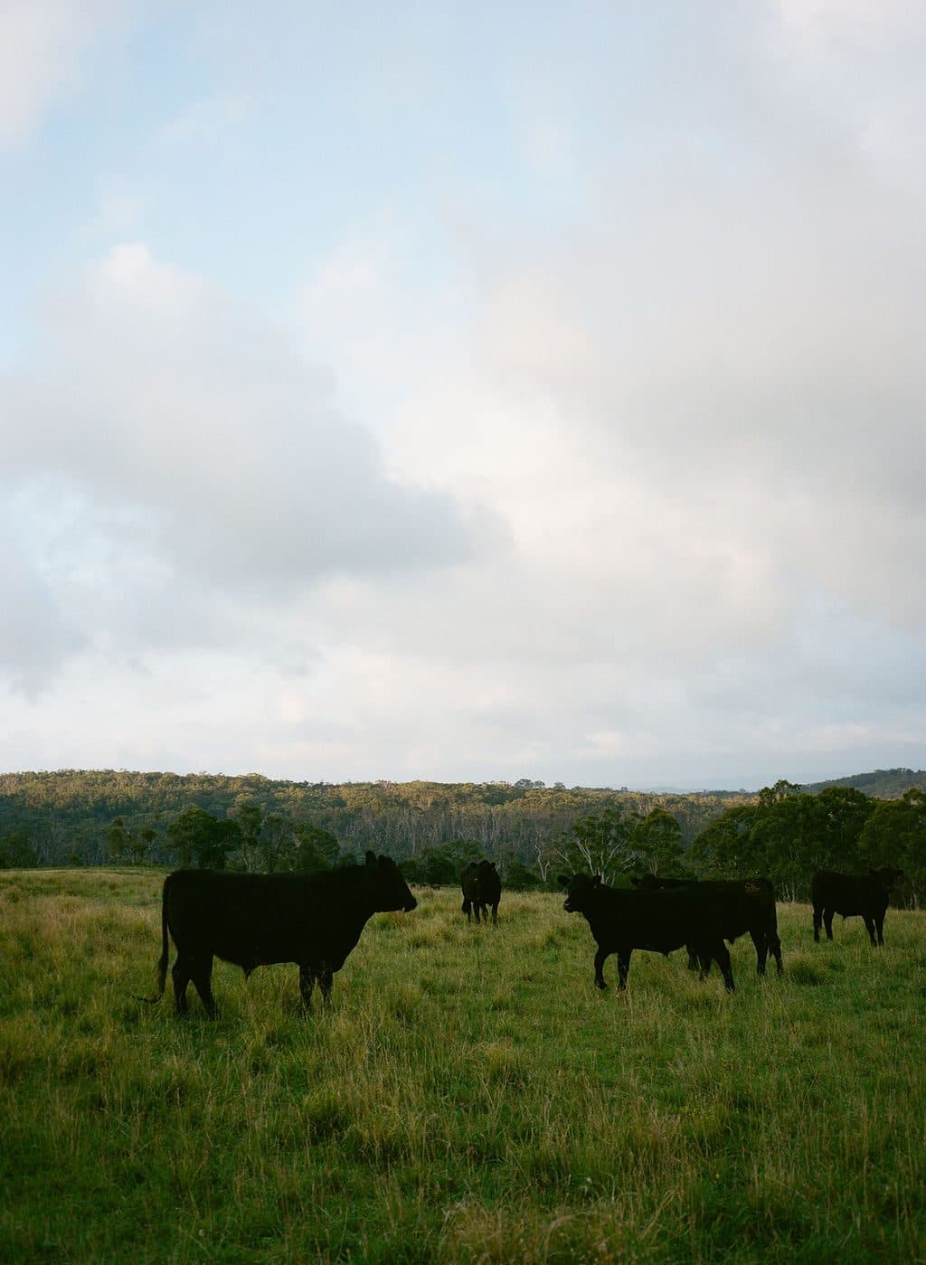 Cattle grazing on the rolling farmland at Caoura Cliffs
