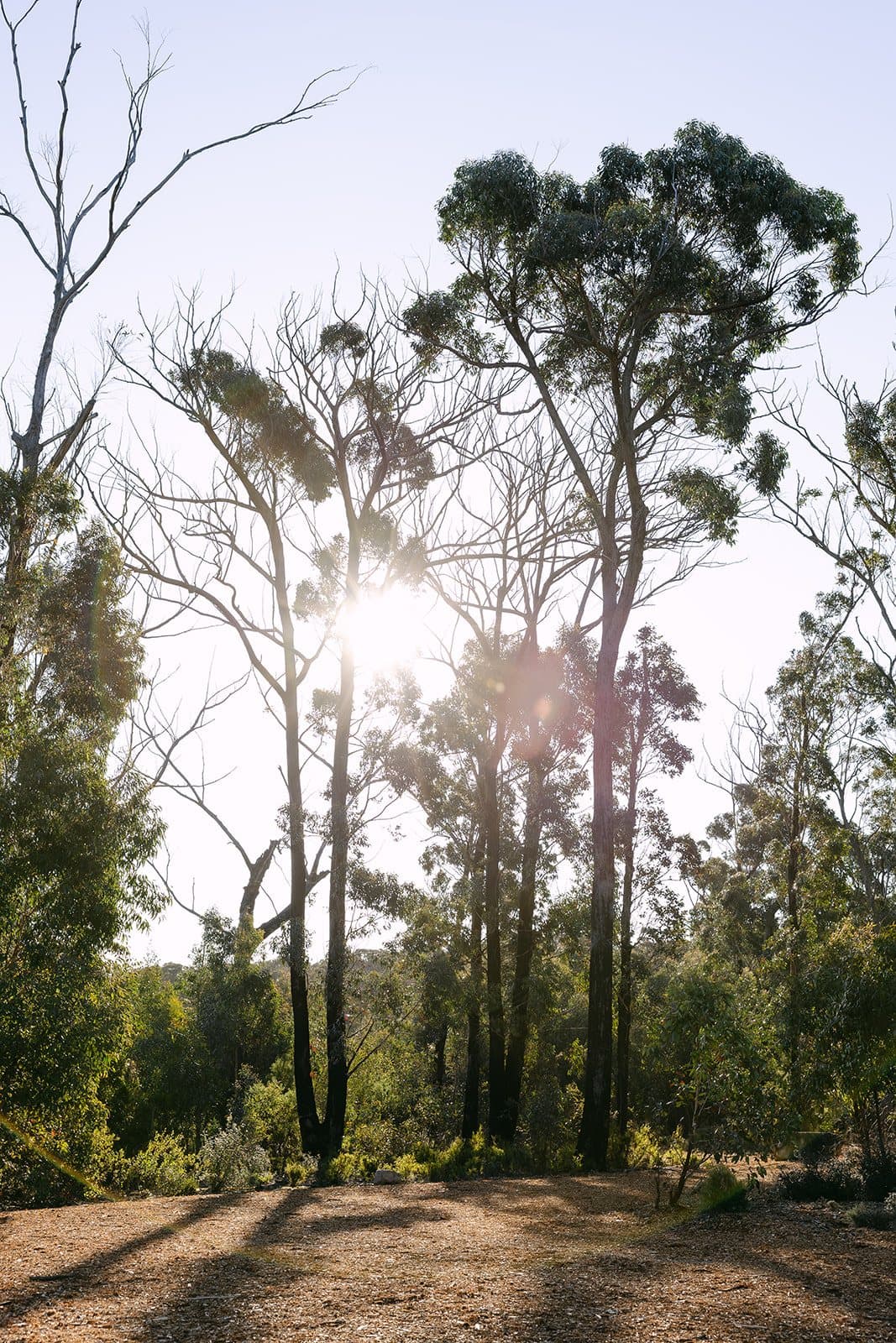 Morning sun coming through the gums along the escarpment edge